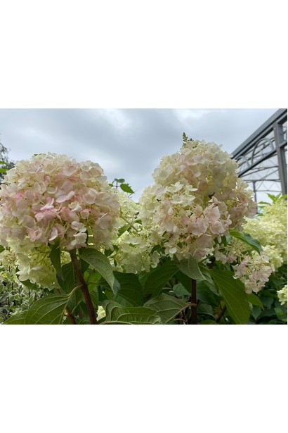 Гортензія кремово-рожева Тач оф Пінк